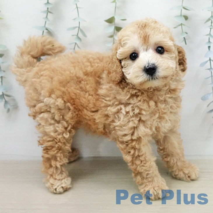 山梨県のトイプードル(トイ) (ペットプラス 甲府国母店/2026年2月2日生まれ/女の子/アプリコット)の子犬の2枚目の画像