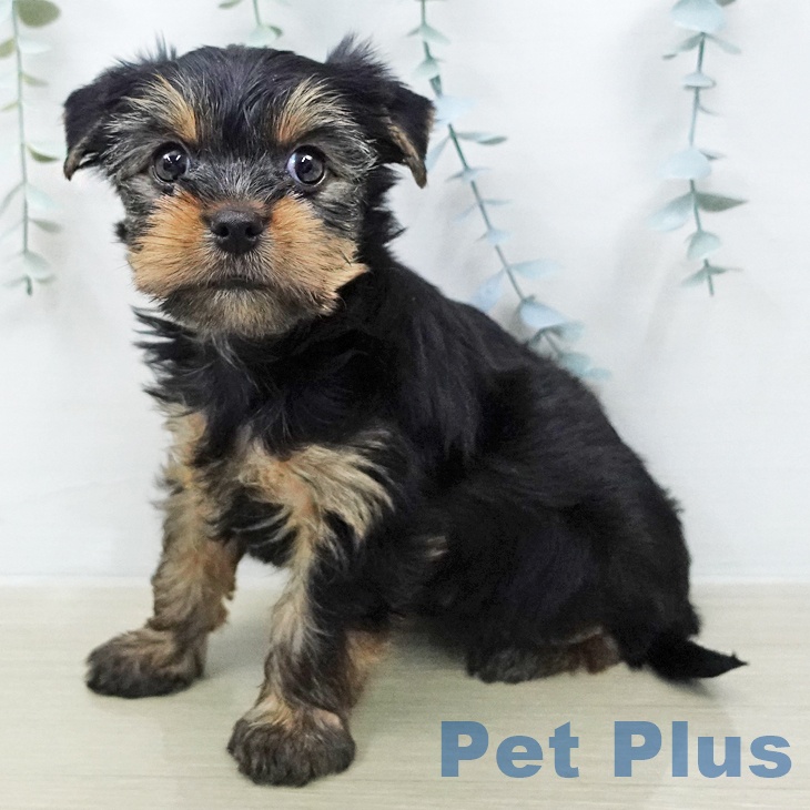 神奈川県のヨークシャーテリア (ペットプラス 座間店/2026年2月2日生まれ/男の子/スチールブルータン)の子犬の1枚目の画像