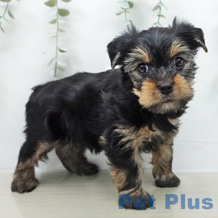 神奈川県のヨークシャーテリア (ペットプラス 座間店/2026年2月2日生まれ/男の子/スチールブルータン)の子犬の2枚目の画像