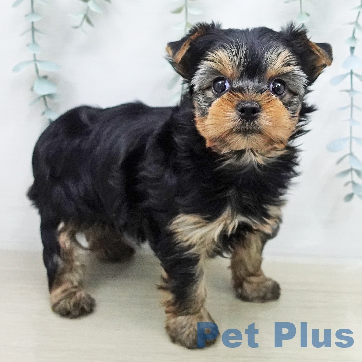 ヨークシャー・テリア