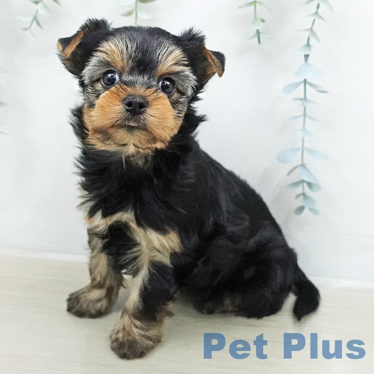 ヨークシャー・テリアの写真2