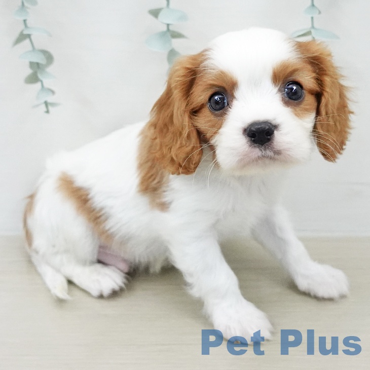 キャバリア・キングチャールズ・スパニエル