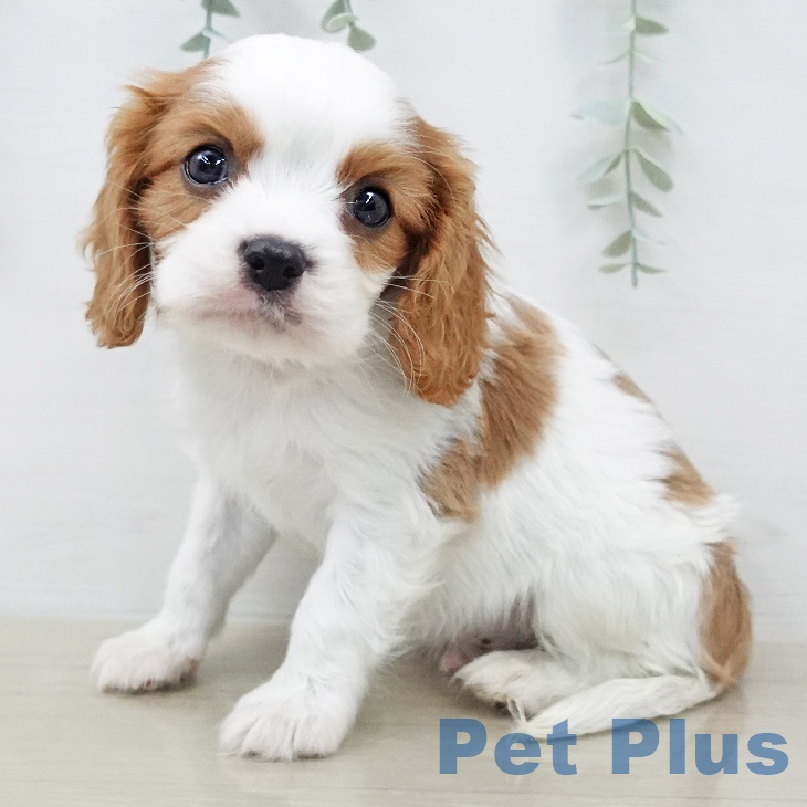 キャバリア・キングチャールズ・スパニエル