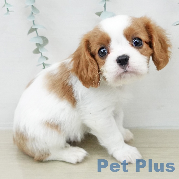 キャバリア・キングチャールズ・スパニエル