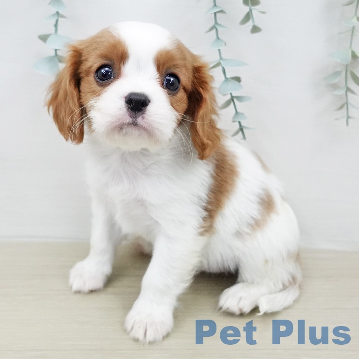 キャバリア・キングチャールズ・スパニエル