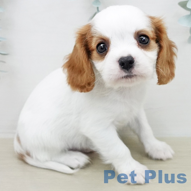茨城県のキャバリアキングチャールズスパニエル (ペットプラス つくば店/2026年2月1日生まれ/男の子/ブレンハイム)の子犬の1枚目の画像