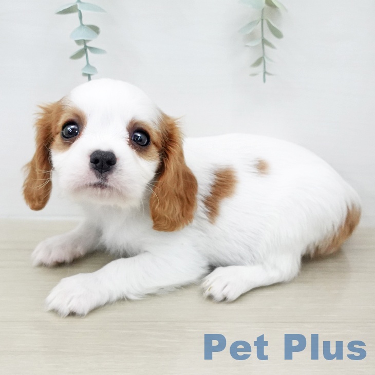茨城県のキャバリアキングチャールズスパニエル (ペットプラス つくば店/2026年2月1日生まれ/男の子/ブレンハイム)の子犬の2枚目の画像