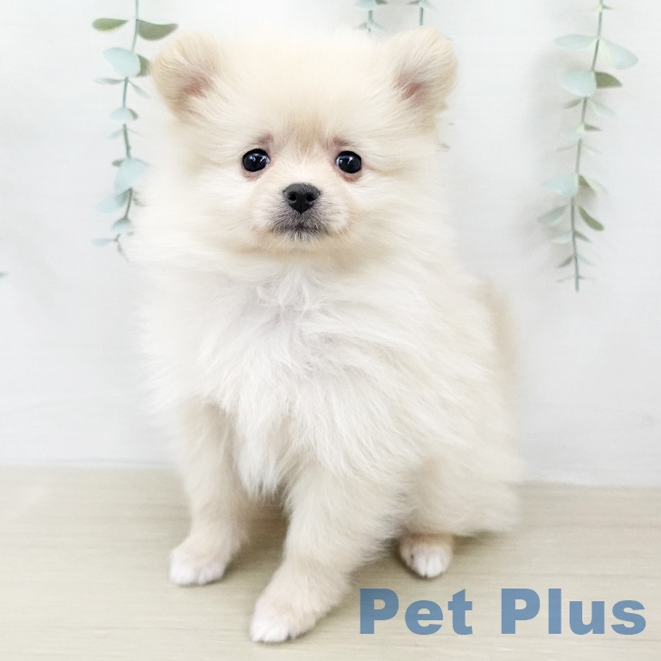 千葉県のポメラニアン (ペットプラス ユーカリが丘店/2026年2月2日生まれ/女の子/クリーム)の子犬の1枚目の画像