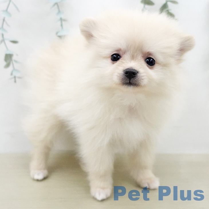 埼玉県のポメラニアン (ペットプラス イオンモール春日部店/2026年2月2日生まれ/女の子/クリーム)の子犬の1枚目の画像