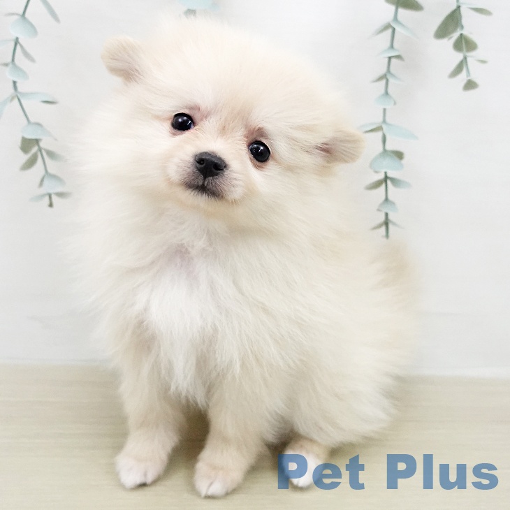 埼玉県のポメラニアン (ペットプラス イオンモール春日部店/2026年2月2日生まれ/女の子/クリーム)の子犬の2枚目の画像