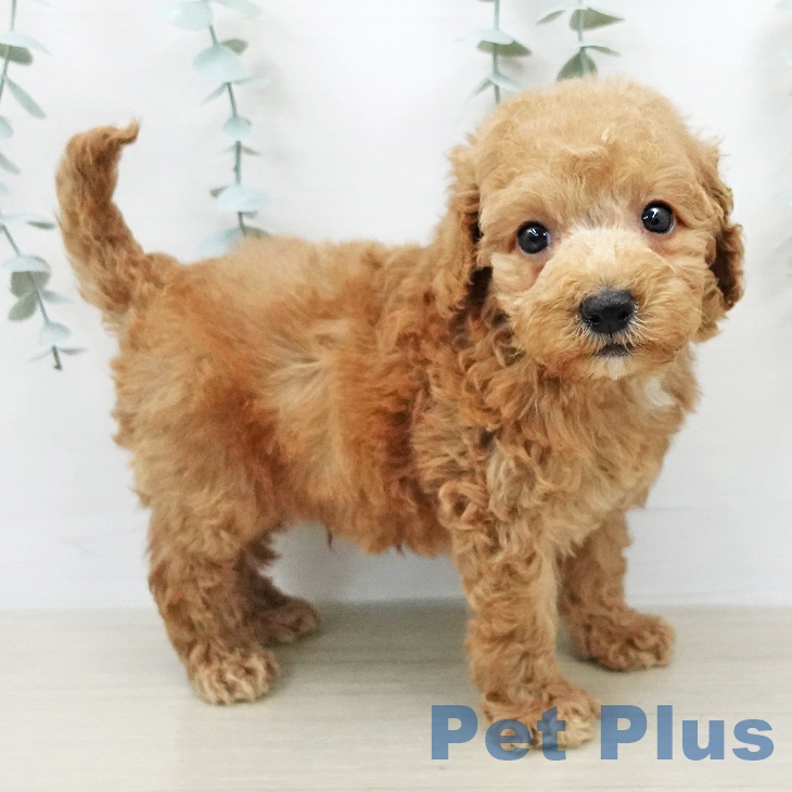茨城県のトイプードル(トイ) (ペッツワン つくば店/2026年2月4日生まれ/男の子/アプリコット)の子犬の1枚目の画像