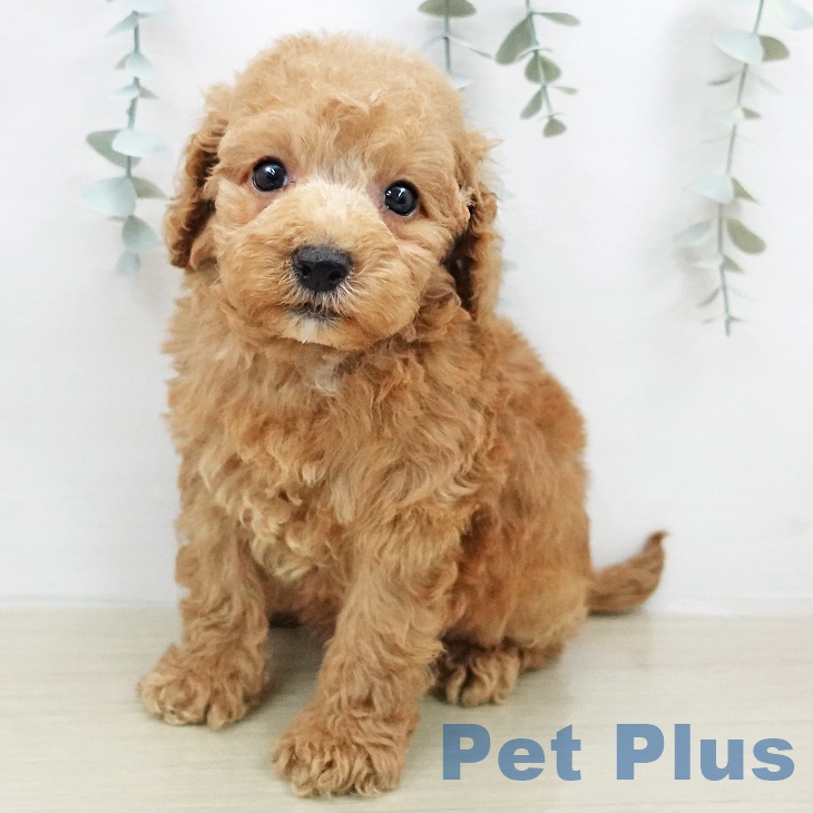 茨城県のトイプードル(トイ) (ペッツワン つくば店/2026年2月4日生まれ/男の子/アプリコット)の子犬の2枚目の画像