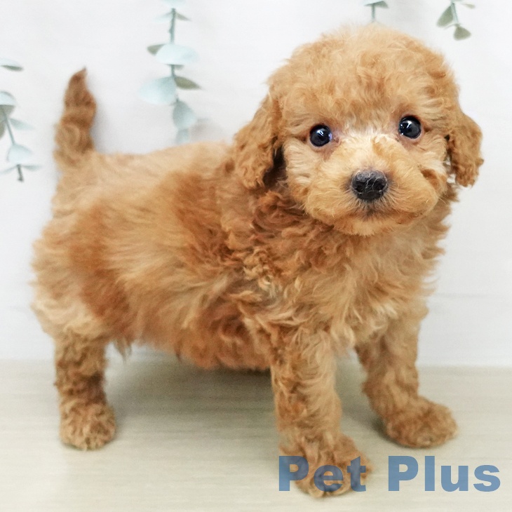 東京都のトイプードル(トイ) (ペットプラス むさし村山店/2026年2月4日生まれ/男の子/アプリコット)の子犬の1枚目の画像