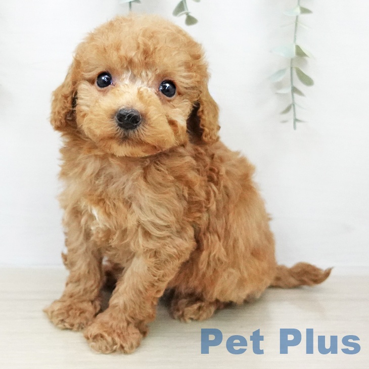 東京都のトイプードル(トイ) (ペットプラス むさし村山店/2026年2月4日生まれ/男の子/アプリコット)の子犬の2枚目の画像