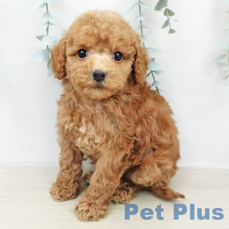 埼玉県のトイプードル(トイ) (ペッツワン 浦和美園店/2026年2月4日生まれ/女の子/アプリコット)の子犬の1枚目の画像