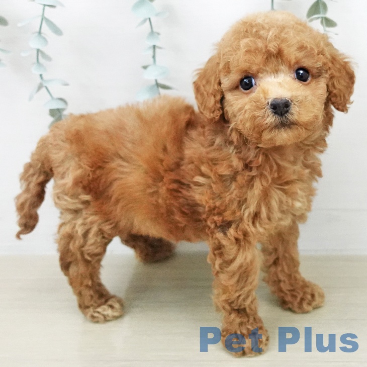 埼玉県のトイプードル(トイ) (ペッツワン 浦和美園店/2026年2月4日生まれ/女の子/アプリコット)の子犬の2枚目の画像