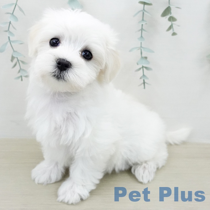 マルチーズの写真2