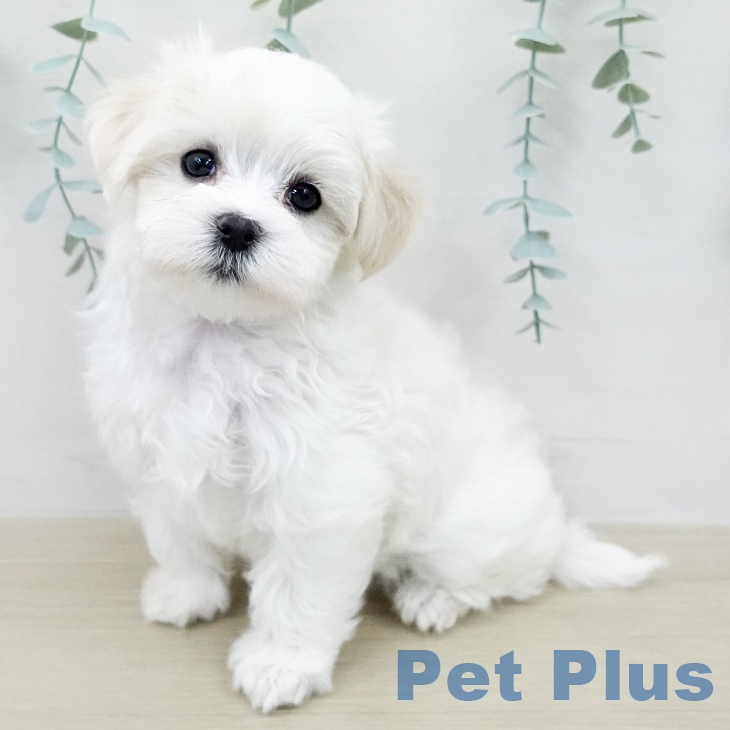 千葉県のマルチーズ (ペットプラス 幕張新都心店/2026年2月4日生まれ/女の子/ホワイト)の子犬の1枚目の画像