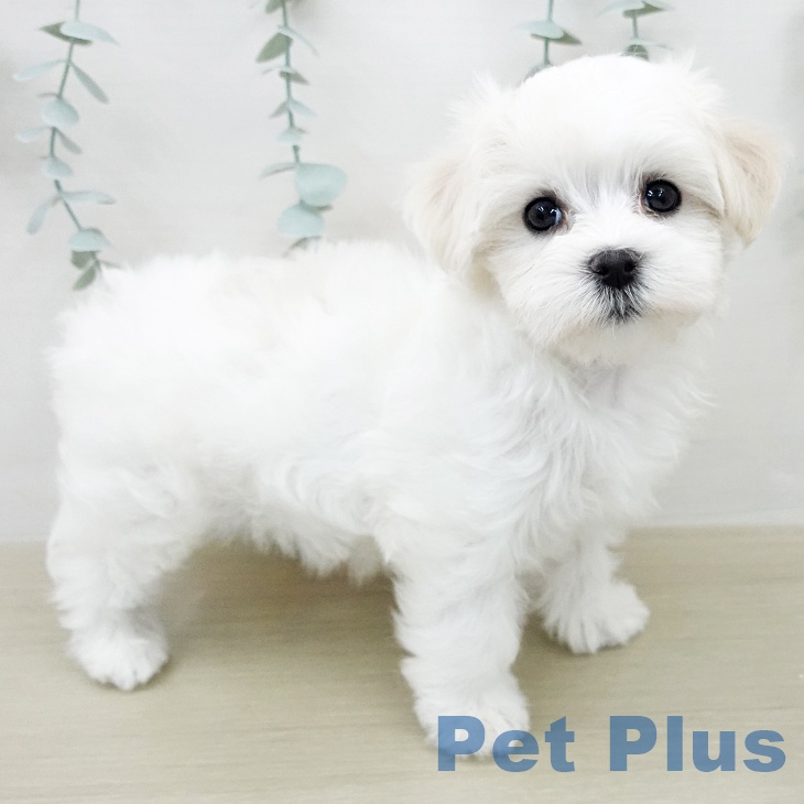 千葉県のマルチーズ (ペットプラス 幕張新都心店/2026年2月4日生まれ/女の子/ホワイト)の子犬の2枚目の画像