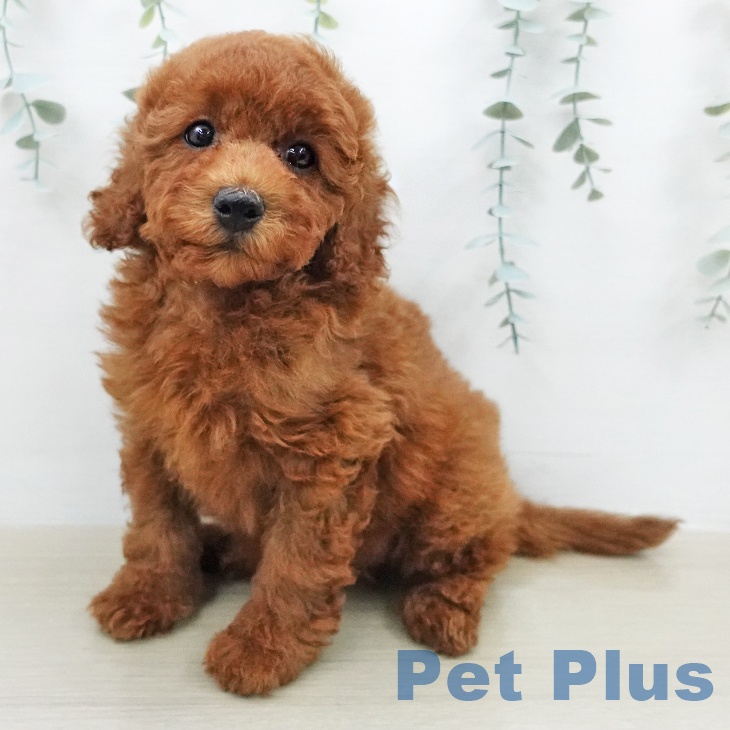 埼玉県のトイプードル(トイ) (ペッツワン 吉川美南店/2026年2月1日生まれ/女の子/レッド)の子犬の1枚目の画像