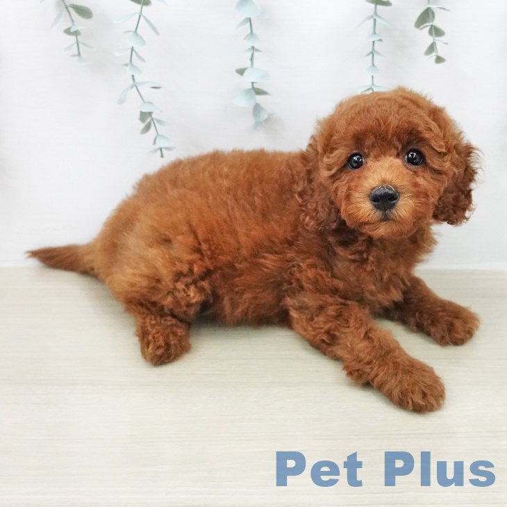 埼玉県のトイプードル(トイ) (ペッツワン 吉川美南店/2026年2月1日生まれ/女の子/レッド)の子犬の2枚目の画像