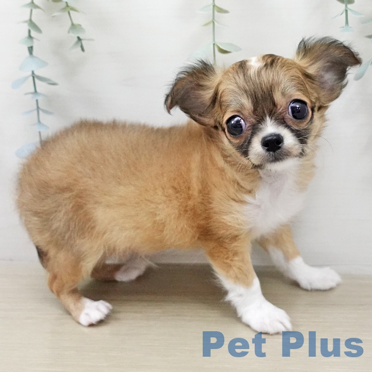 神奈川県のチワワ(ロング) (ペットプラス 湘南平塚店/2026年2月1日生まれ/男の子/レッドホワイト)の子犬