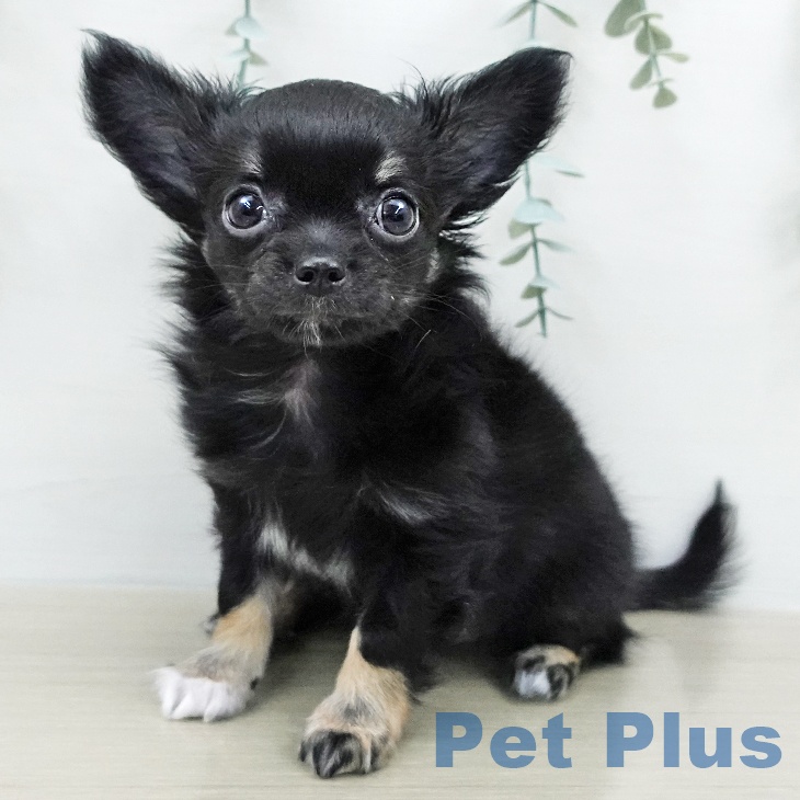 神奈川県のチワワ(ロング) (ペットプラス 川崎ルフロン店/2026年2月4日生まれ/女の子/ブラックホワイトタン)の子犬の1枚目の画像