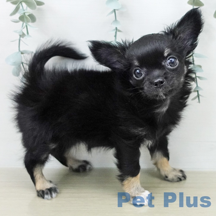 神奈川県のチワワ(ロング) (ペットプラス 川崎ルフロン店/2026年2月4日生まれ/女の子/ブラックホワイトタン)の子犬の2枚目の画像