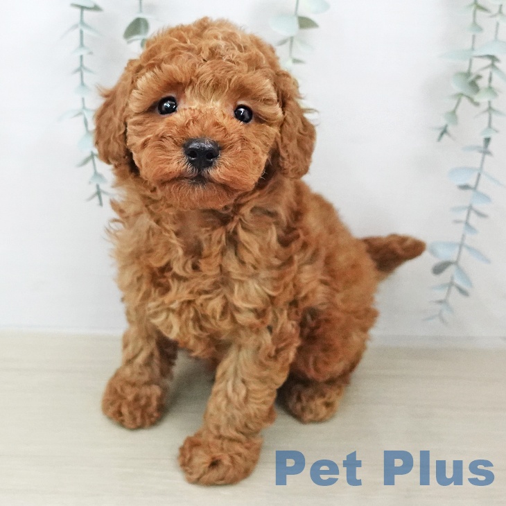 千葉県のトイプードル(トイ) (ペットプラス 船橋店/2026年2月3日生まれ/男の子/レッド)の子犬の1枚目の画像