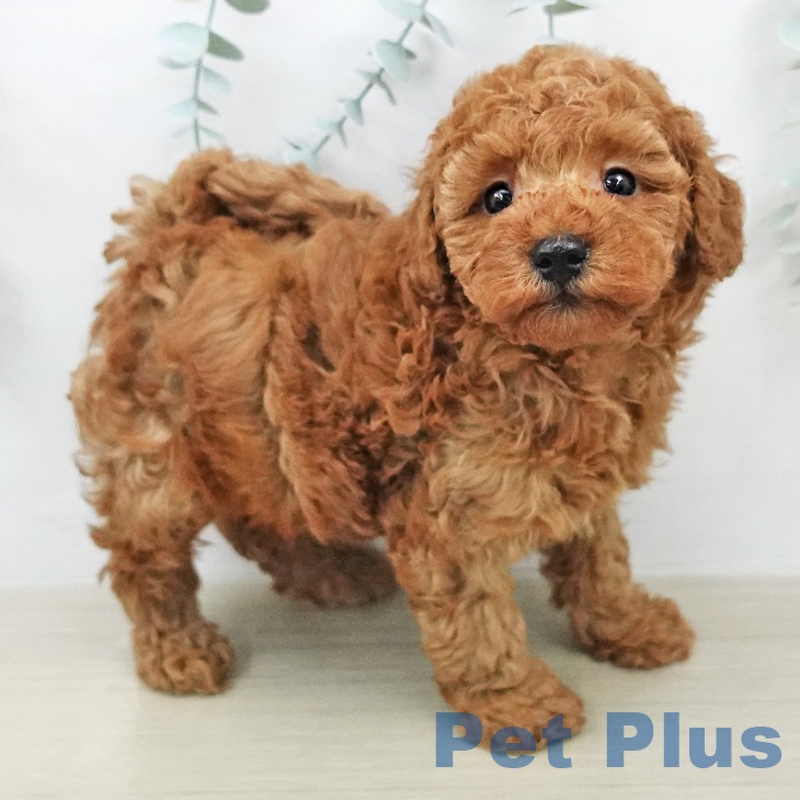 千葉県のトイプードル(トイ) (ペットプラス 船橋店/2026年2月3日生まれ/男の子/レッド)の子犬の2枚目の画像