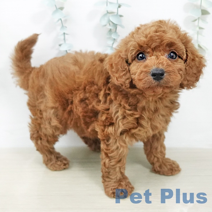 東京都のトイプードル(トイ) (ペッツワン 南砂町SUNAMO店/2026年2月3日生まれ/男の子/レッド)の子犬の1枚目の画像