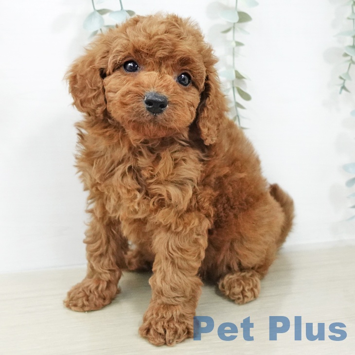 東京都のトイプードル(トイ) (ペッツワン 南砂町SUNAMO店/2026年2月3日生まれ/男の子/レッド)の子犬の2枚目の画像