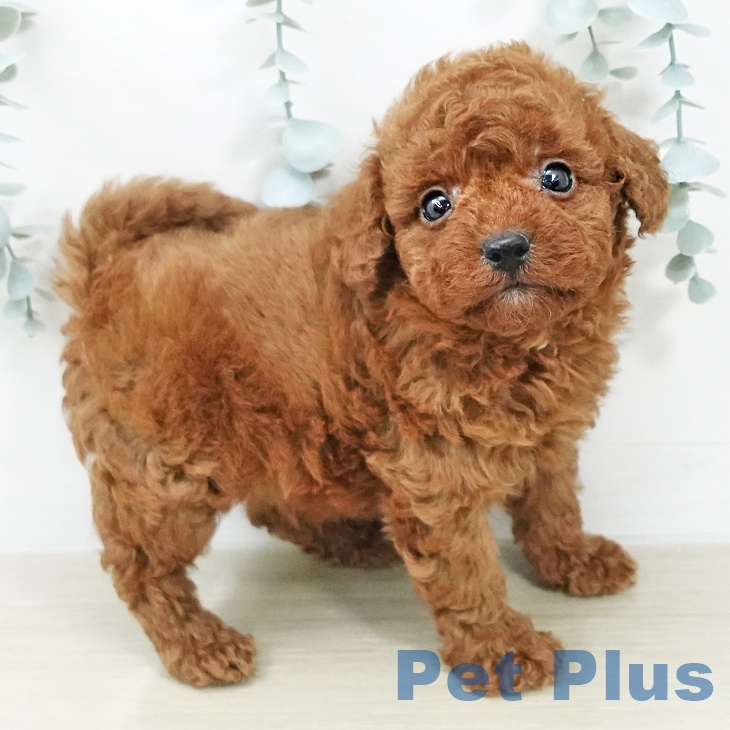 神奈川県のトイプードル(トイ) (ペットプラス テラスモール湘南店/2026年2月3日生まれ/男の子/レッド)の子犬