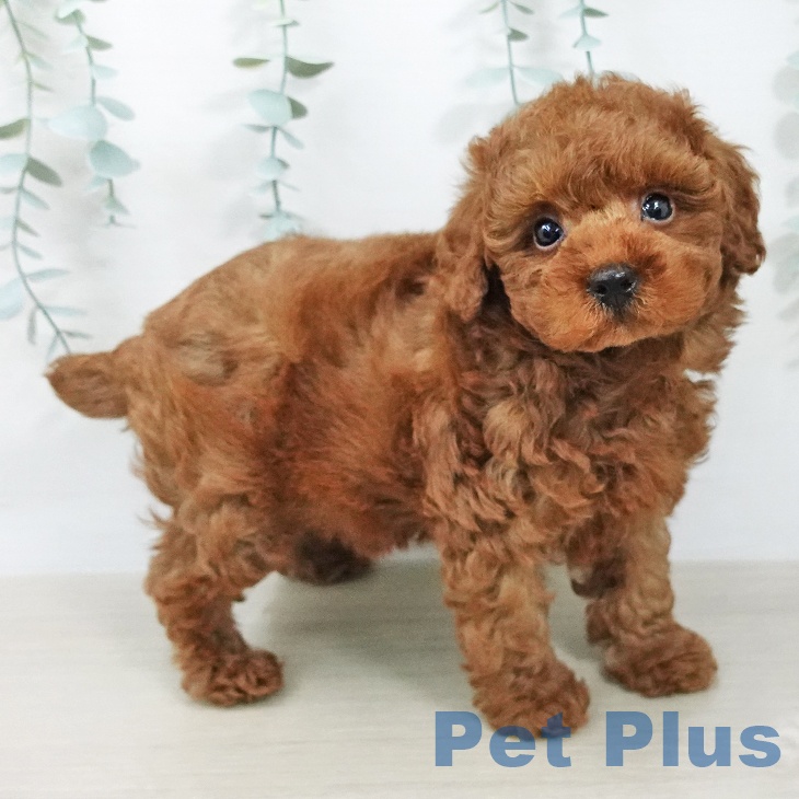 トイ・プードルの写真2