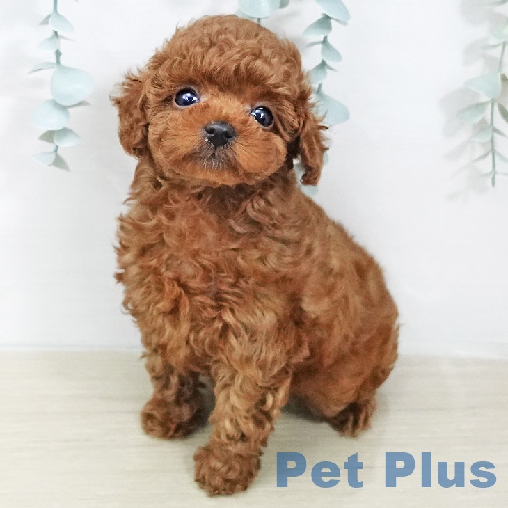 トイ・プードル