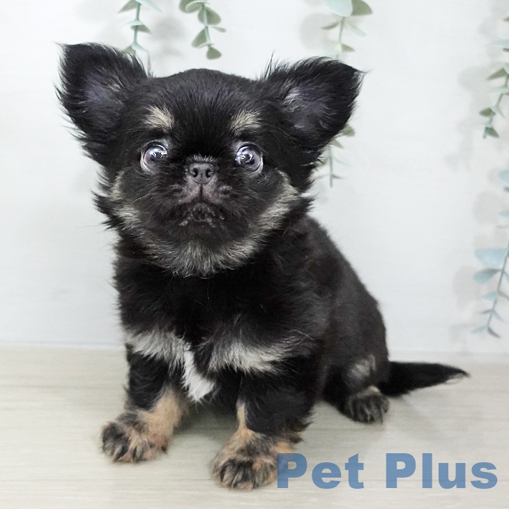 東京都のチワワ(ロング) (ペットプラス むさし村山店/2026年2月2日生まれ/男の子/ブラックタン)の子犬の1枚目の画像