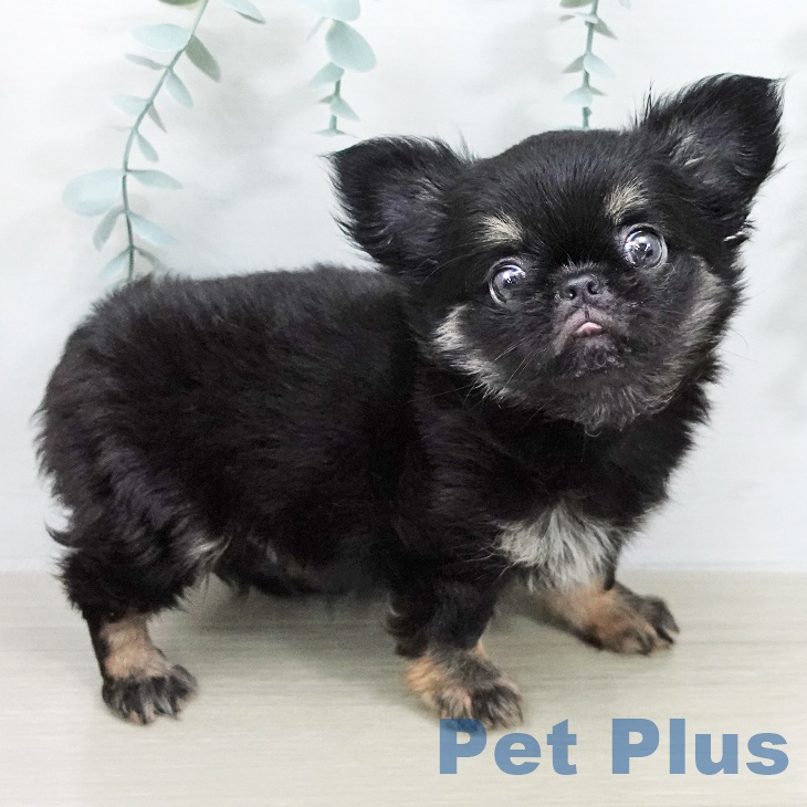 東京都のチワワ(ロング) (ペットプラス むさし村山店/2026年2月2日生まれ/男の子/ブラックタン)の子犬の2枚目の画像