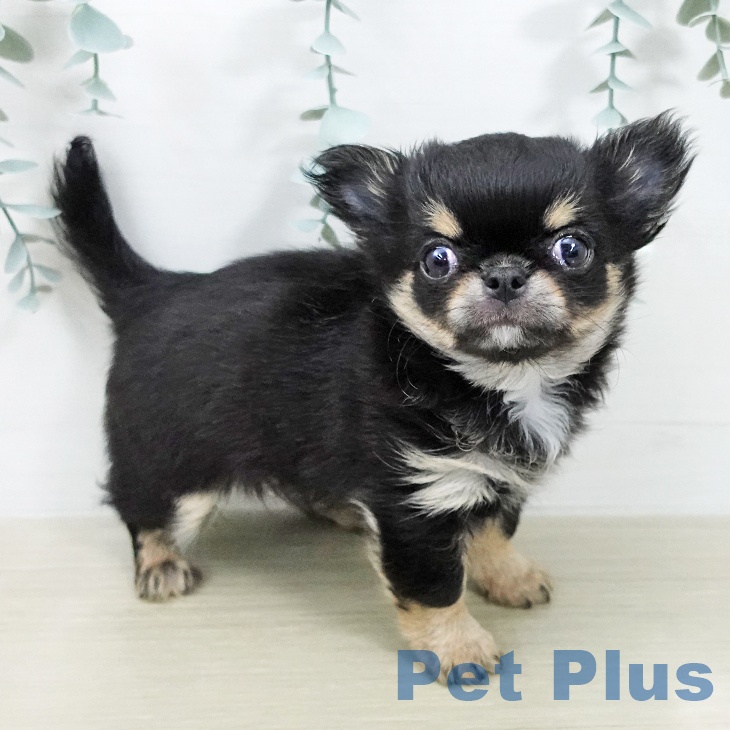 埼玉県のチワワ(ロング) (ペッツワン 浦和美園店/2026年2月2日生まれ/男の子/ブラックタン)の子犬