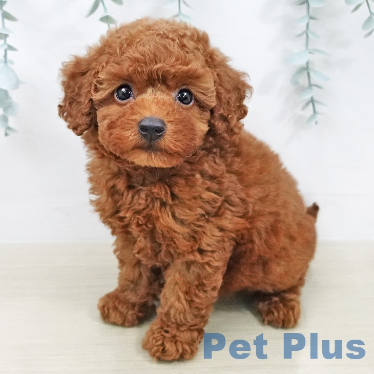 茨城県のトイプードル(トイ) (ペットプラス つくば店/2026年2月4日生まれ/男の子/レッド)の子犬の1枚目の画像