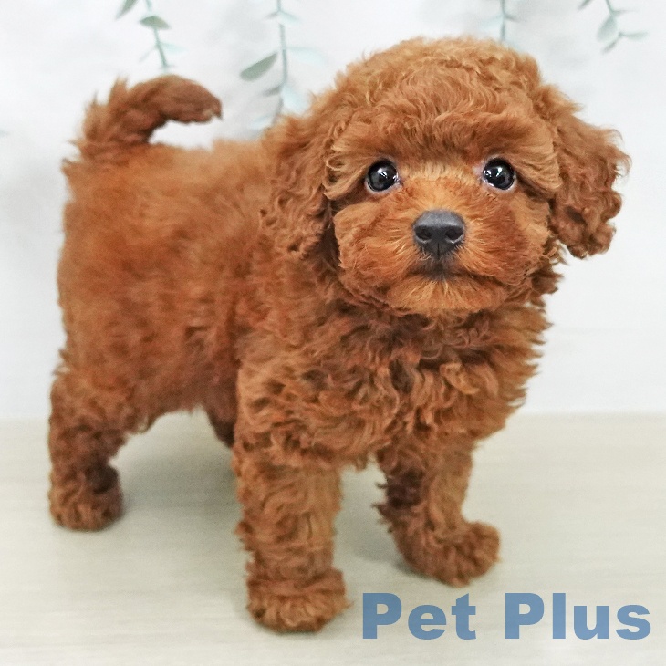 茨城県のトイプードル(トイ) (ペットプラス つくば店/2026年2月4日生まれ/男の子/レッド)の子犬の2枚目の画像