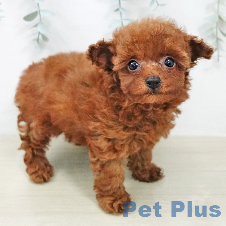 千葉県のトイプードル(トイ) (ペットプラス 幕張新都心店/2026年2月4日生まれ/女の子/レッド)の子犬の1枚目の画像
