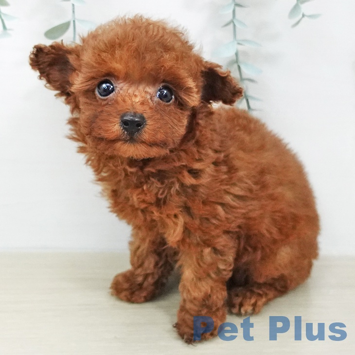 千葉県のトイプードル(トイ) (ペットプラス 幕張新都心店/2026年2月4日生まれ/女の子/レッド)の子犬の2枚目の画像