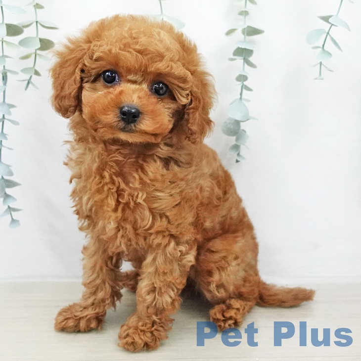 東京都のトイプードル(トイ) (ペットプラス むさし村山店/2026年2月2日生まれ/女の子/レッドフォーン)の子犬の1枚目の画像