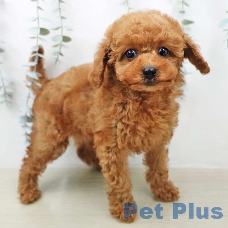 東京都のトイプードル(トイ) (ペットプラス むさし村山店/2026年2月2日生まれ/女の子/レッドフォーン)の子犬の2枚目の画像