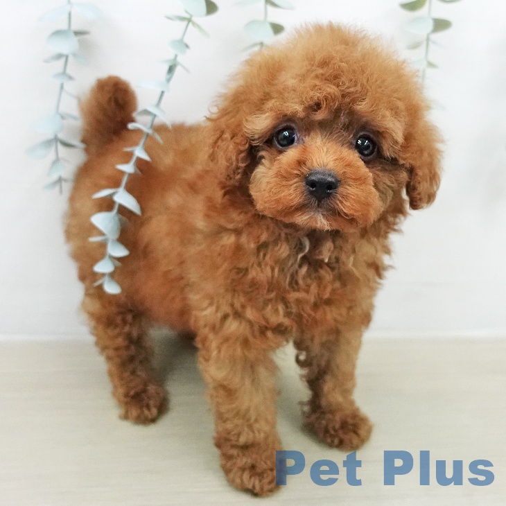 トイ・プードル