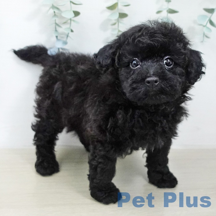 埼玉県のトイプードル(トイ) (ペットプラス 上尾店/2026年2月2日生まれ/男の子/ブラック)の子犬の1枚目の画像