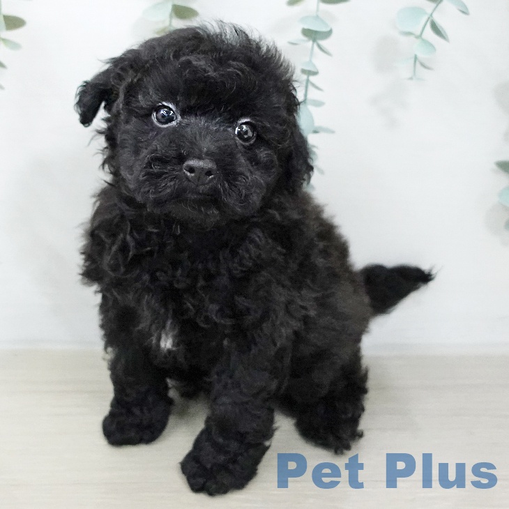 埼玉県のトイプードル(トイ) (ペットプラス 上尾店/2026年2月2日生まれ/男の子/ブラック)の子犬の2枚目の画像