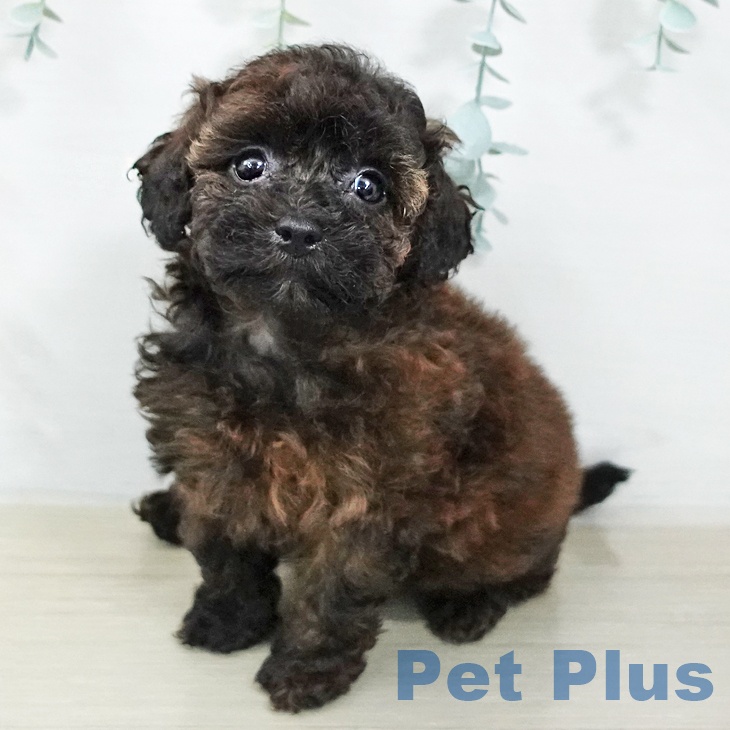 群馬県のトイプードル(トイ) (ペットプラス 前橋店/2026年2月2日生まれ/女の子/ブリンドル)の子犬の1枚目の画像