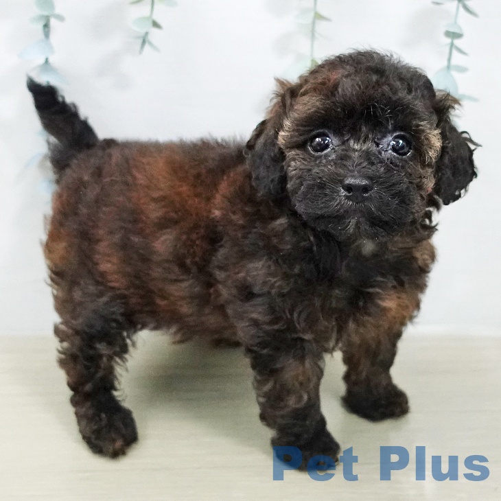 群馬県のトイプードル(トイ) (ペットプラス 前橋店/2026年2月2日生まれ/女の子/ブリンドル)の子犬の2枚目の画像