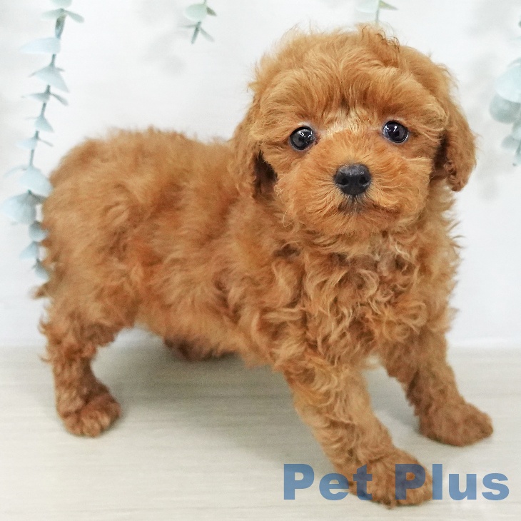 トイ・プードルの写真2